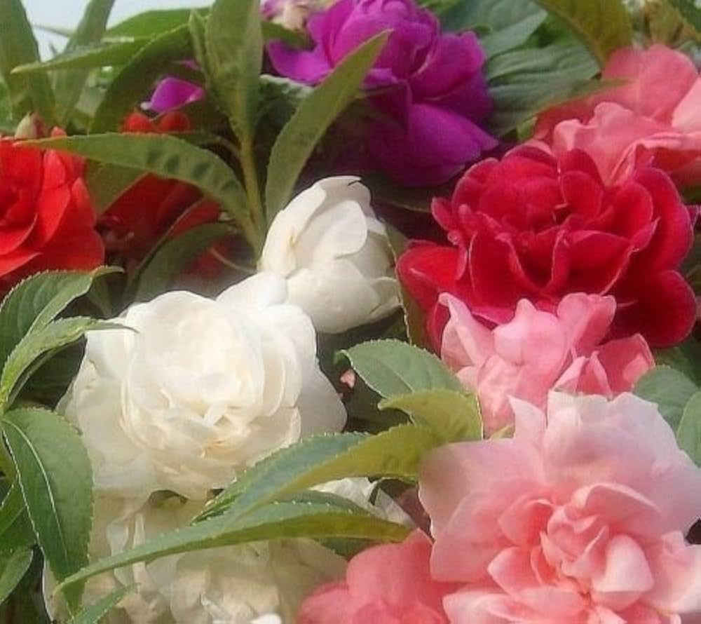 Balsam camellia samen for anpflanzung - weiß & rot blume