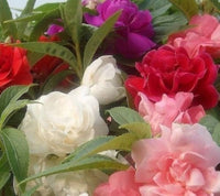 Balsam camellia samen for anpflanzung - weiß & rot blume