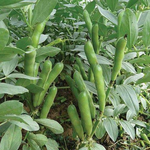 Semillas de judías blancas para plantar en tu jardín