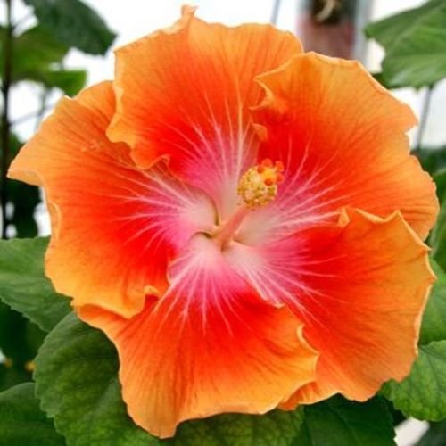 Gelb Orange Hibiskus Blumensamen – Anzucht Traditionssorte & ohne Gentechnik Samen Hausgarten