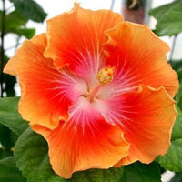 Gelb Orange Hibiskus Blumensamen – Anzucht Traditionssorte & ohne Gentechnik Samen Hausgarten