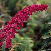 Dark rosa buddleia butterfly bush blume samen for anpflanzung - long bloom season, heirloom & gmo free samen for home garten
 
 sale for anpflanzung in home garten.