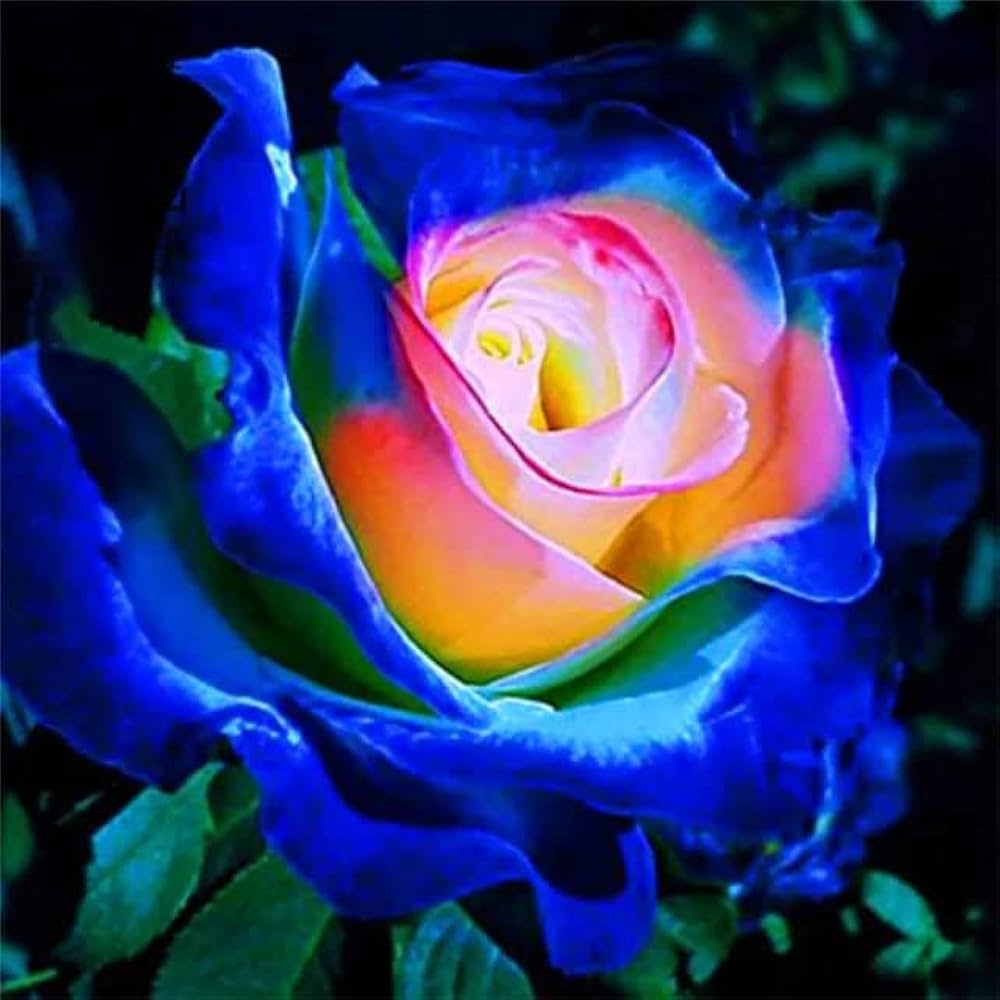 Blau Creme Rose Blumensamen zur Aussaat – Landhaus Garten wichtig – Traditionssorte & ohne Gentechnik Samen Hausgarten