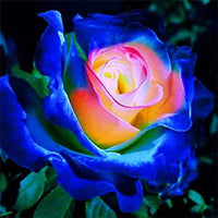 Blau Creme Rose Blumensamen zur Aussaat – Landhaus Garten wichtig – Traditionssorte & ohne Gentechnik Samen Hausgarten