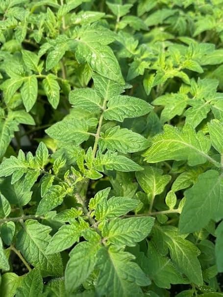 Creole Tomate Solanum lycopersicum Samen zum Pflanzen in Gemüse Patch & Home Garden
