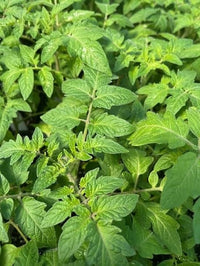 Creole Tomate Solanum lycopersicum Samen zum Pflanzen in Gemüse Patch & Home Garden
