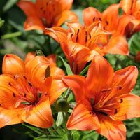 Lilie Samen zur Aussaat Lilium spp. Blume beds und ornamental Gärten