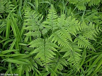 Fern bracken blume samen – heirloom non-gmo hardy pflanzen for garten borders & landscaping
 
 sale samen for home garten