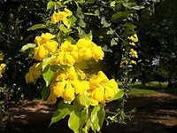 Dolichandra unguis blume samen for anpflanzung seasonal bloomer heirloom & gmo free samen for home garten 
 
 sale for anpflanzung in home garten
