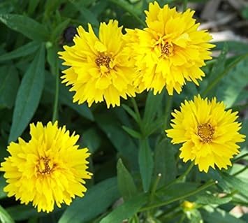 Gelb early sunrise blume samen for anpflanzung - cottage garten essential, heirloom & gmo free samen for home garten
 
 sale for anpflanzung in home garten