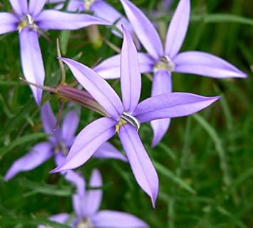 Violet isotoma axillaris blume samen for anpflanzung - drought tolerant, heirloom & gmo free samen for home garten
 
 sale samen for anpflanzung in home garten