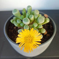 Heirloom baby toes succulent blume samen for anpflanzung premium quality heirloom & gmo free samen for home garten 
 
 sale for anpflanzung in home garten