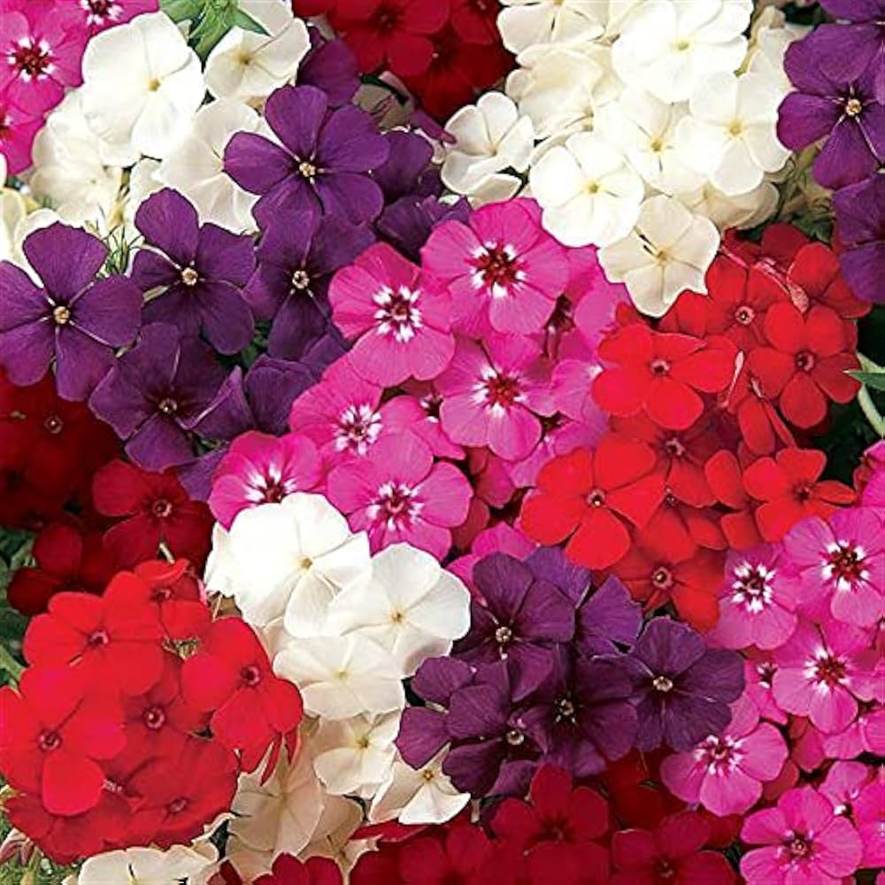 Phlox-Samen Ethnie Mischung Blumen Samen