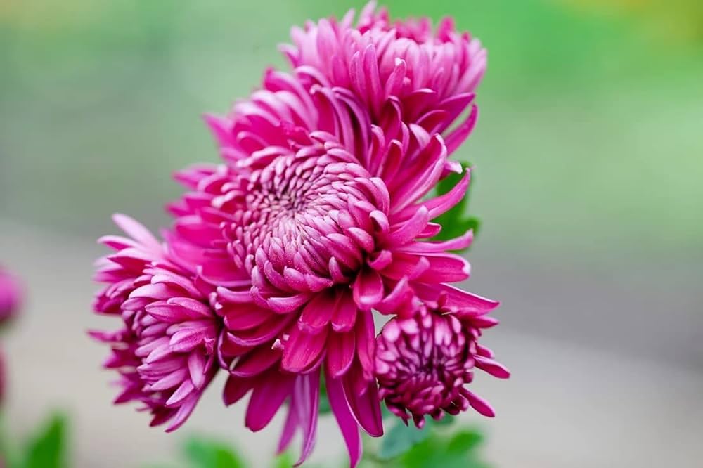 Rosa Chrysantheme Blumensamen