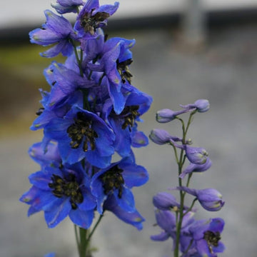 Butterfly mix delphinium blume samen for anpflanzung
