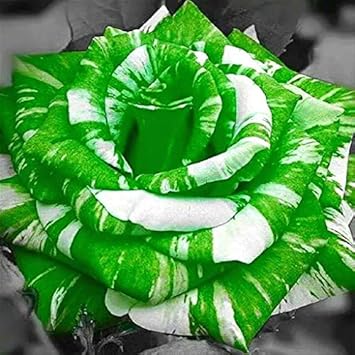 Grün weiß rose blume samen for anpflanzung, heirloom non-gmo, high germination organic garten samen
 
 sale samen for home garten