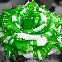 Grün weiß rose blume samen for anpflanzung, heirloom non-gmo, high germination organic garten samen
 
 sale samen for home garten