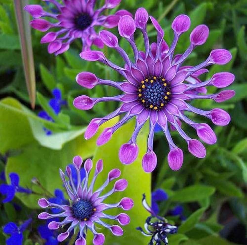 Kapkörbchen Blumensamen zur Aussaat Garten beliebt Traditionssorte & ohne Gentechnik Samen Hausgarten