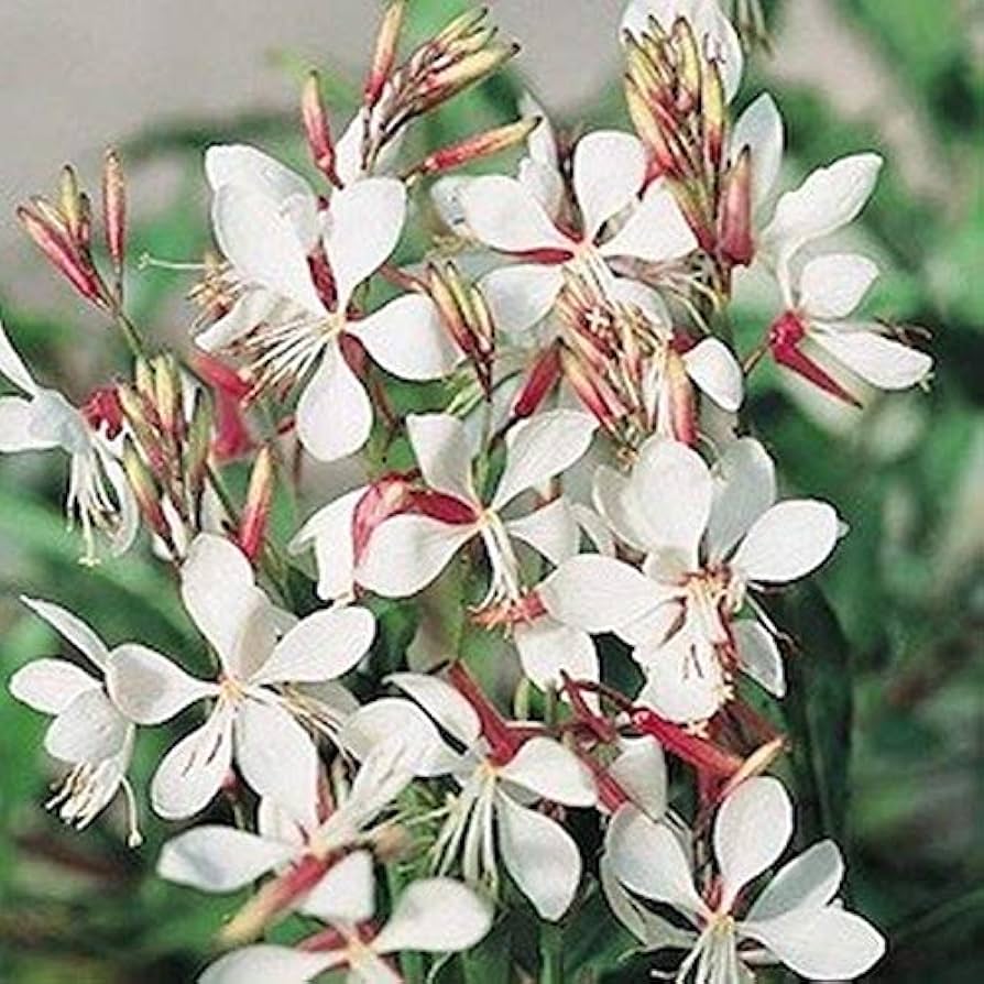Gaura Samen zur Aussaat Gaura Lindheimeri Blume Beet Wildblume Garten