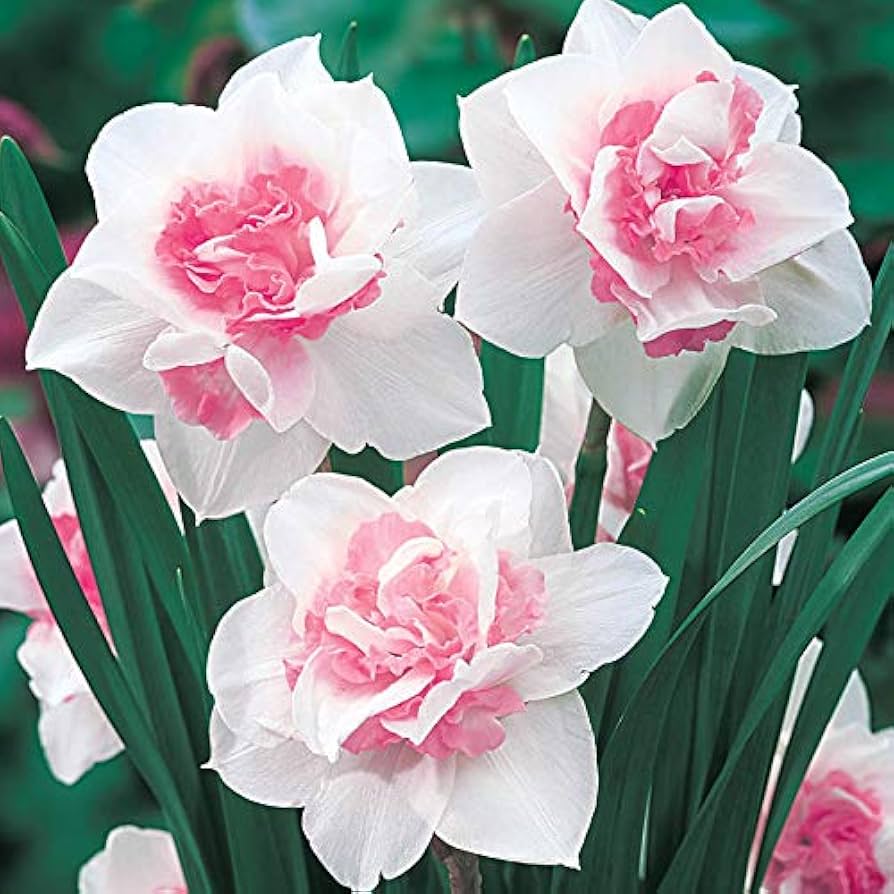 Pfirsichfarben Narzisse Blumensamen zur Aussaat Bestäuber freundlich Traditionssorte & ohne Gentechnik Samen Hausgarten