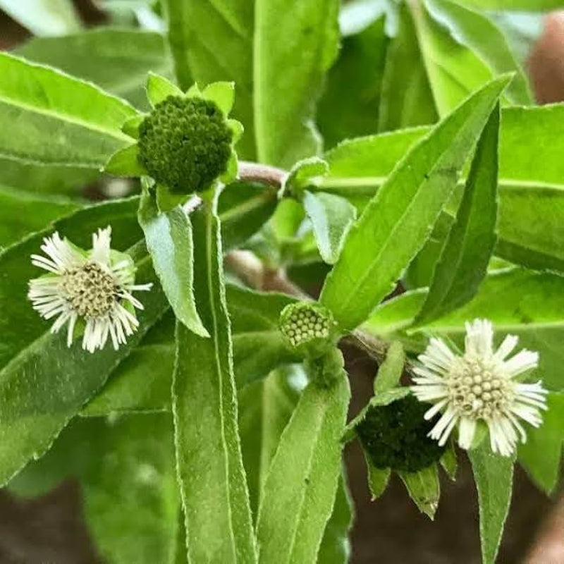 kaufen bhringraj flower pflanzung samen Stück, 100 Stück
