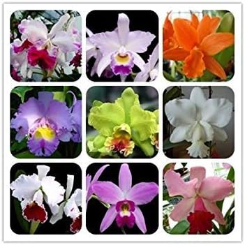 Mixed cattleya blume samen for anpflanzung - cut blume favorite, heirloom & gmo free samen for home garten
 
 sale samen for anpflanzung in home garten