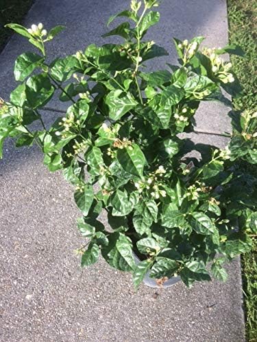 Arabian Jasmine Jasminum sambac Blumensamen zur Aussaat Garten