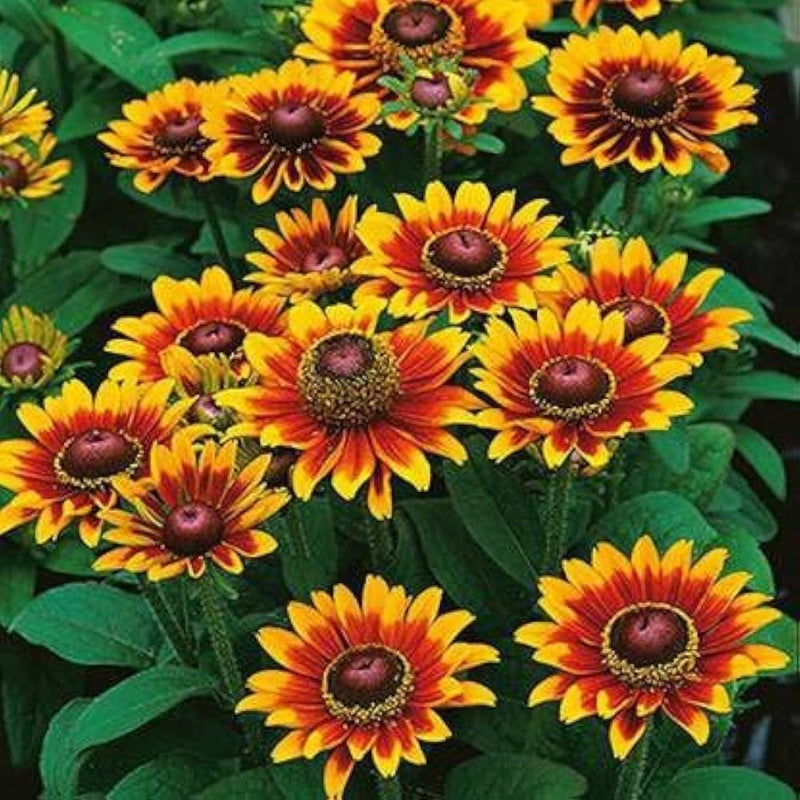 Rudbeckia hirta blume samen for anpflanzung in blume bed