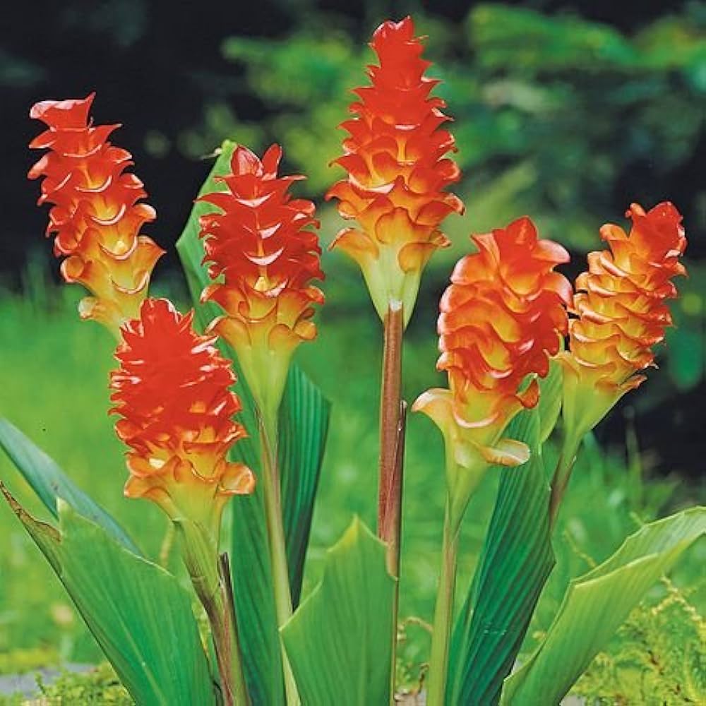 Rot Curcuma Aeruginosa Blumensamen zur Aussaat – robust Sorte – Traditionssorte & ohne Gentechnik Samen Hausgarten