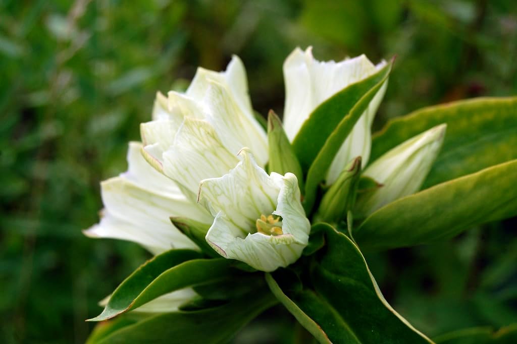 Weiß (weiß gentian) samen for anpflanzung in home garten