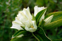 Weiß (weiß gentian) samen for anpflanzung in home garten