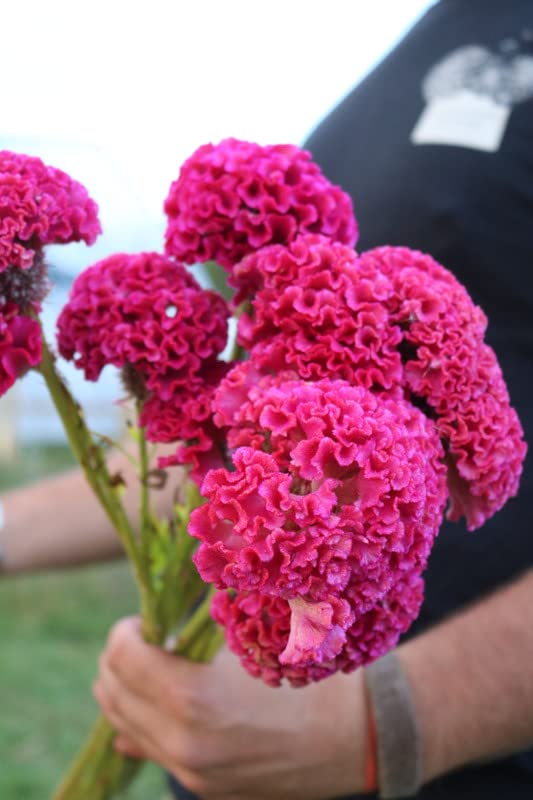 Celosia Century Rose Samen zur Aussaat Blume Beds und Sommer Rabatten