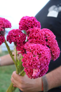 Celosia Century Rose Samen zur Aussaat Blume Beds und Sommer Rabatten