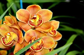 Orange butterfly orchid blume samen for anpflanzung - seasonal bloomer, heirloom & gmo free samen for home garten
 
 sale for anpflanzung in home garten.