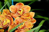 Orange butterfly orchid blume samen for anpflanzung - seasonal bloomer, heirloom & gmo free samen for home garten
 
 sale for anpflanzung in home garten.