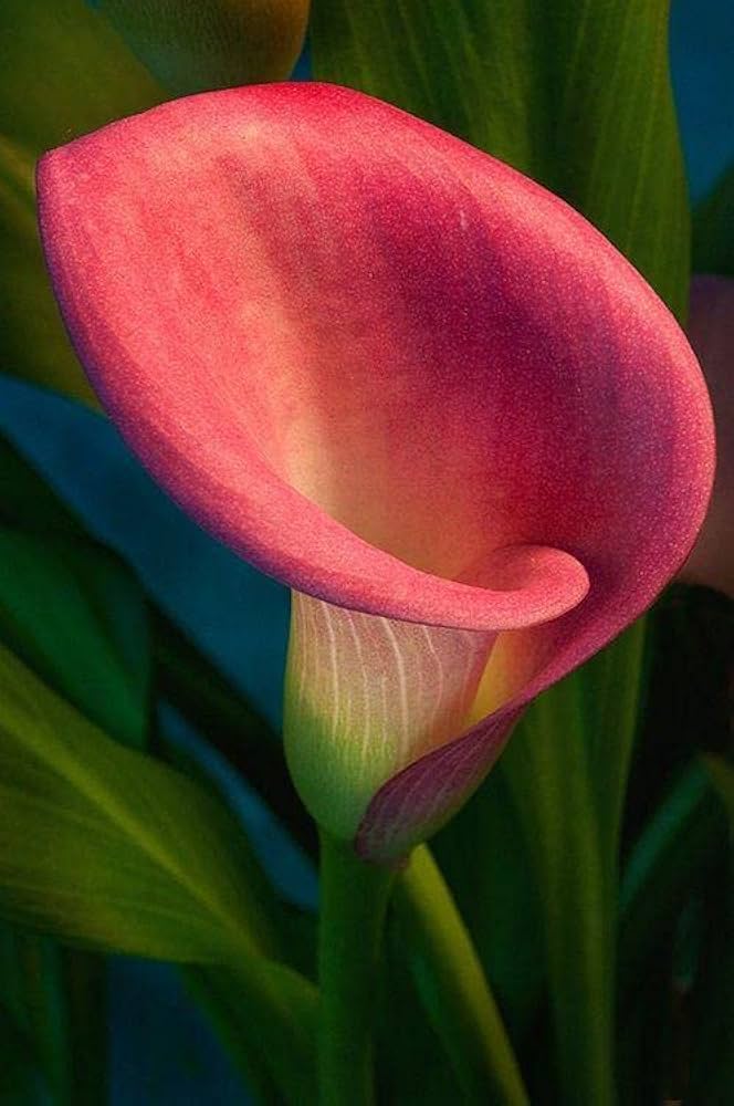 Calla lily zantedeschia spp. bulbs for anpflanzung in blume bed