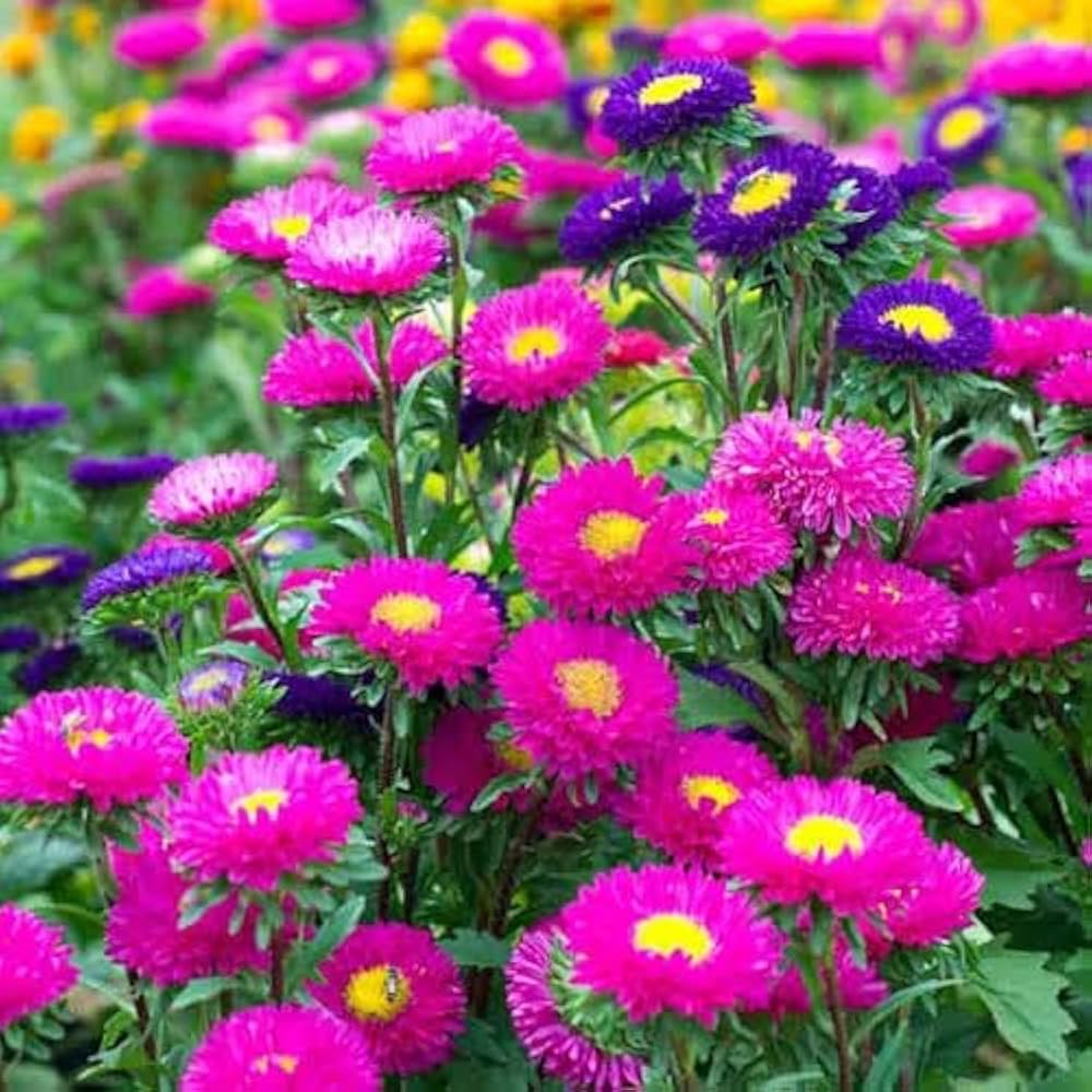 Paper Blumensamen zur Aussaat – sonnenliebend – Traditionssorte & ohne Gentechnik Samen Hausgarten