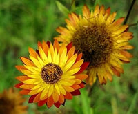 Gelb orange straw blume samen for anpflanzung - cottage garten essential, heirloom & gmo free samen for home garten
 
 sale samen for anpflanzung in home garten