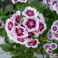 Nelke Blumensamen zur Aussaat – kompakt Wuchs – Traditionssorte & ohne Gentechnik Samen Hausgarten