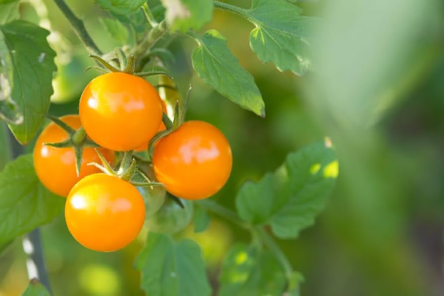 Orange Tomate Samen zum Pflanzen Solanum lycopersicum for home gardens and kitchen gardens