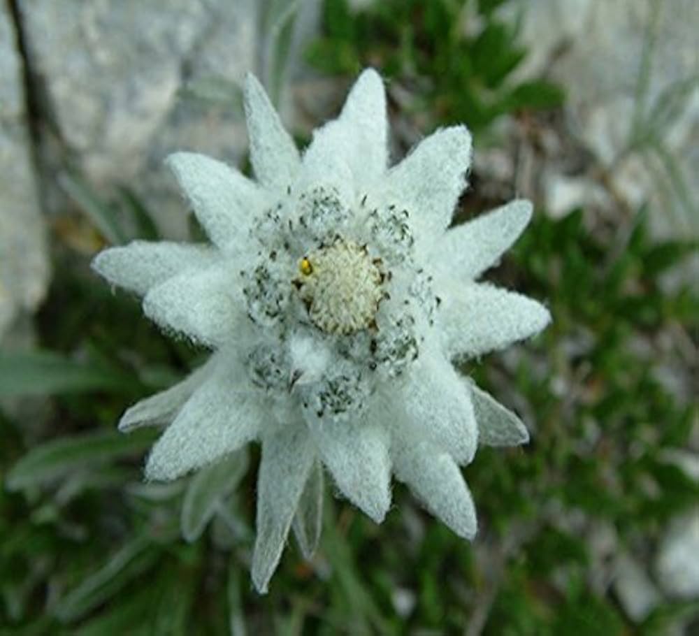 Edelweiss Blumensamen zur Aussaat Leontopodium Alpinum Stein Gärten