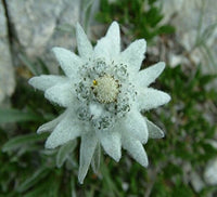 Edelweiss Blumensamen zur Aussaat Leontopodium Alpinum Stein Gärten