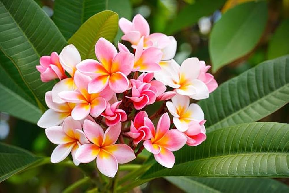 Rosa Weiß Frangipani Blumensamen zur Aussaat Halbschatten verträglich Traditionssorte & ohne Gentechnik Samen Hausgarten