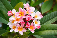 Rosa Weiß Frangipani Blumensamen zur Aussaat Halbschatten verträglich Traditionssorte & ohne Gentechnik Samen Hausgarten
