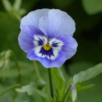 Joker light blau pansy for anpflanzung in cool garten töpfen