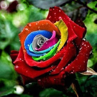 MultiColored Rose Blumensamen zur Aussaat farbenfroh Schau Traditionssorte & ohne Gentechnik Samen Hausgarten