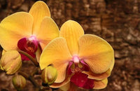 hell Orange Schmetterlingsorchidee Orchidee Blumensamen zur Aussaat hochwertige Qualitäts- Traditionssorte & ohne Gentechnik Samen Hausgarten