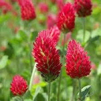 Rot clover blume samen for anpflanzung - seasonal bloomer, heirloom & gmo free samen for home garten
sale samen for anpflanzung in home garten
