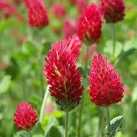 Rot clover blume samen for anpflanzung - seasonal bloomer, heirloom & gmo free samen for home garten
 
 sale samen for anpflanzung in home garten