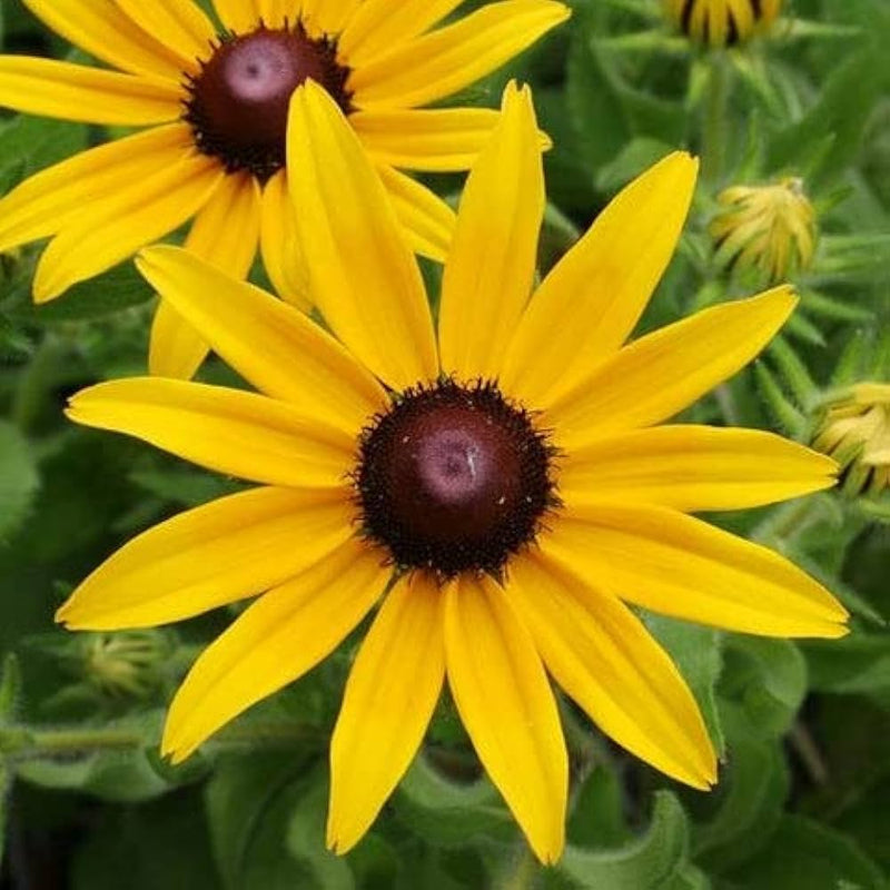 Rudbeckia blume samen for anpflanzung - shade tolerant, heirloom & gmo free samen for home garten
 
 sale for anpflanzung in home garten.